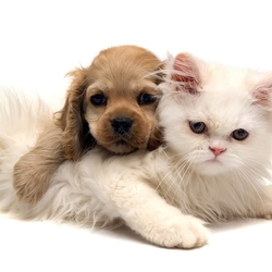 Пазл: Друзья детства