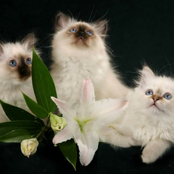 Пазл: Голубоглазые