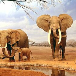 Пазл: Слоны