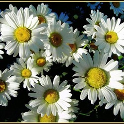 Пазл: Ромашки