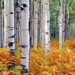 Пазл: Березовая роща