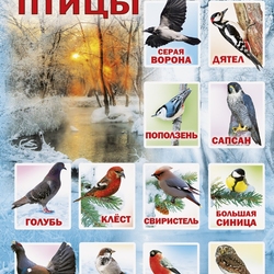 Пазл: Зимующие птицы