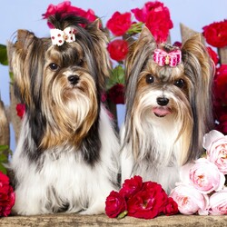 Пазл: Подружки