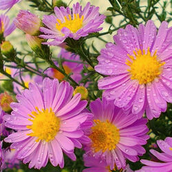 Пазл: Летний дождь