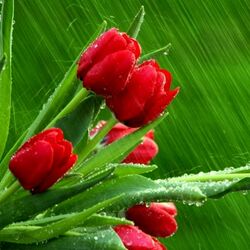 Пазл: Тюльпаны под дождем