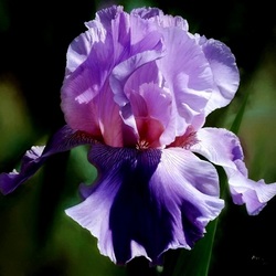 Пазл: Тёмный ирис