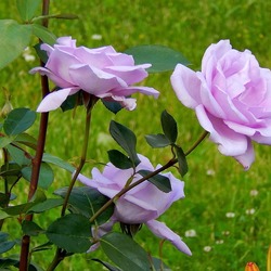 Пазл: В монастырском саду