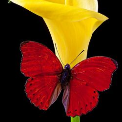 Пазл: Бабочка и цветок