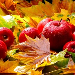 Пазл: Щедрая осень