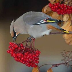 Пазл: Осеннее лакомство