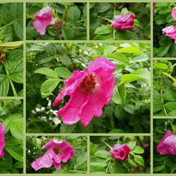 Пазл: Шиповник