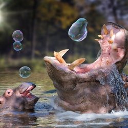 Пазл: Бегемоты резвятся