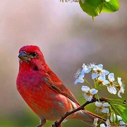 Пазл: Птичьи портреты