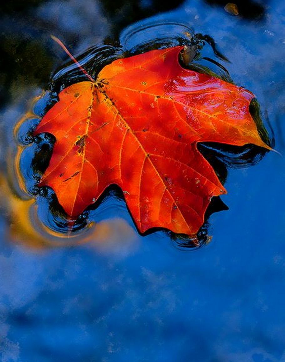 Осенний листок на воде