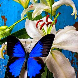 Пазл: Бабочка и цветок