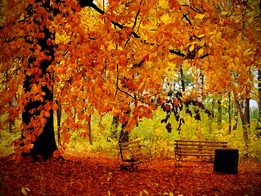 Пейзаж с кленом. Осенний листопад. Золотой. Золотая осень. Золотая осень картинки красивые.