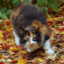Пазл: Осенний котик