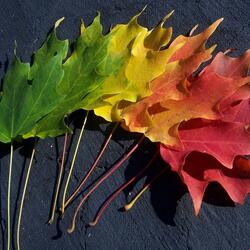 Пазл: Осенние листья