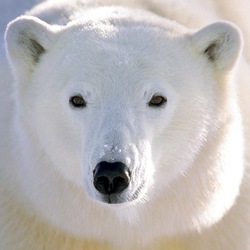 Пазл: Белый мишка