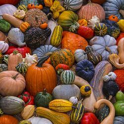 Пазл: Прекрасный урожай