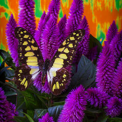Пазл: Бабочка на пурпурной целозии