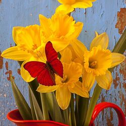 Пазл: Нарциссы и бабочка