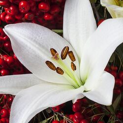 Пазл: Лилия и ягоды