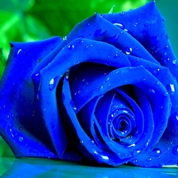 Пазл: Синяя роза