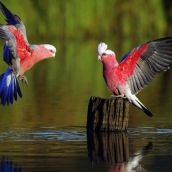 Пазл: Птичий разговор