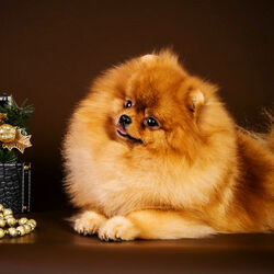 Пазл: Рыжий пушистик