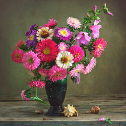 Пазл: Астры