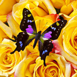 Пазл: Бабочка и розы
