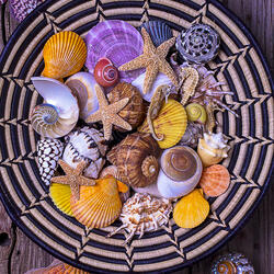 Пазл: Ракушки и морские звезды