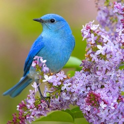 Пазл: Синяя птица