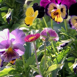 Пазл: Анюткина клумба