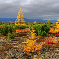 Пазл: Осень на Сахалине