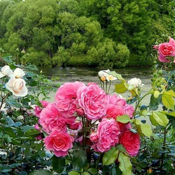 Пазл: Екатерининский парк