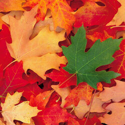 Пазл: Осенние листья