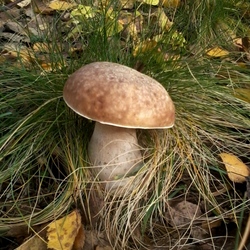 Пазл: Белый гриб