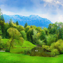 Пазл: Лебеди на пруду