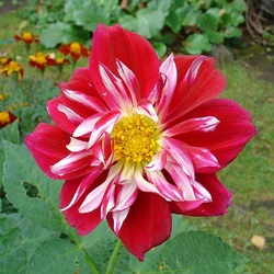 Пазл: Георгин Валентины