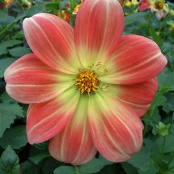 Пазл: Георгин Валентины