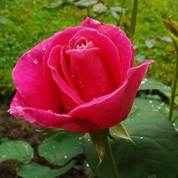 Пазл: Розы Валентины