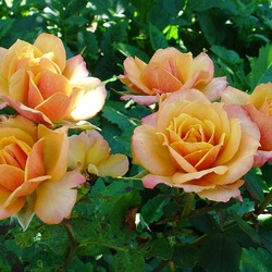 Пазл: Розы Валентины