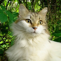 Пазл: Охрана