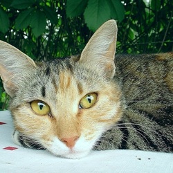 Пазл: Охотник