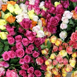 Пазл: Охапка роз