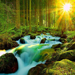 Пазл: В лесу   