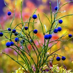 Пазл: Лесные этюды