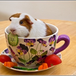 Пазл: Морская свинка